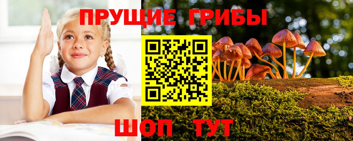 Псилоцибиновые грибы GOLDEN TEACHER Богданович